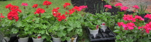 photo of geraniums